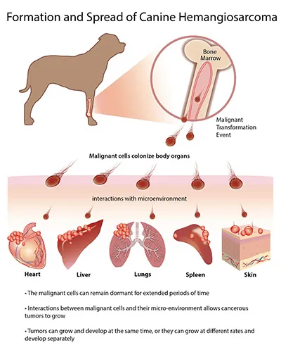 Formation and Spread of Canine Hemangiosarcoma